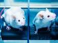 Alzheimersymptomen bij muizen nemen af door behandeling met licht en geluid