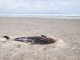 Plotseling ‘massale stranding’ van bruinvissen op Waddeneilanden