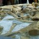 Mosasaurus voor even terug in Maastricht