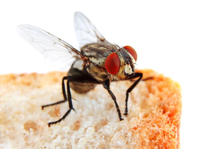 Vlieg op een sneetje brood.  Beeld Getty Images/iStockphoto