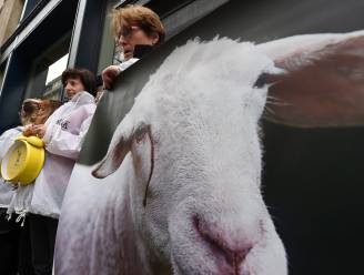 Wallonië stelt verbod onverdoofd slachten uit tot na offerfeest 2019