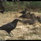 Werken raven en wolven samen op de Veluwe? Deze wetenschappers zoeken het uit