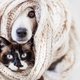 Een paar graden kouder in huis: is dat zielig voor je hond of kat?