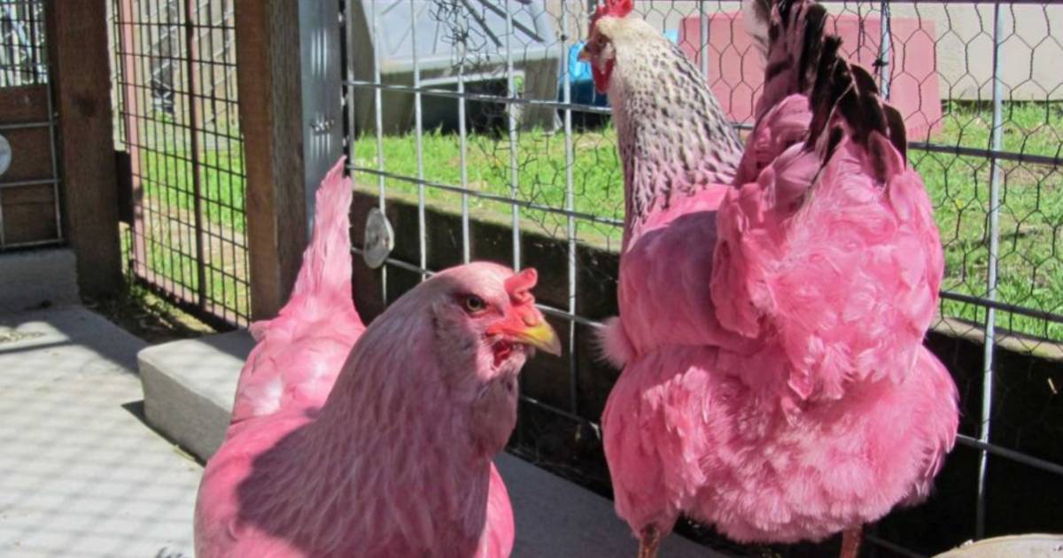 Bijdrage Lot saai Man verft kippen roze 'om mensen te laten glimlachen' | Bizar | AD.nl