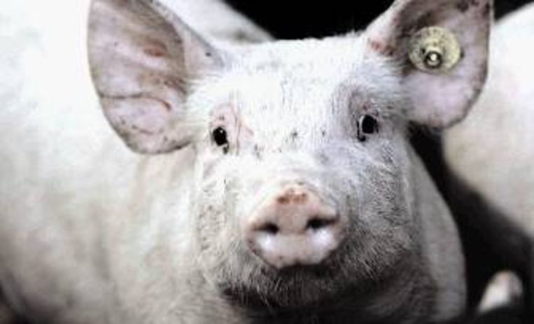 (FOTO ANP) Beeld 