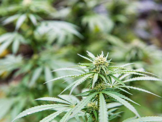 Nieuw-Zeeland organiseert referendum over legalisering cannabis