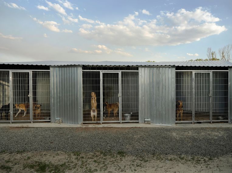 Dierenasiel Sirius. Het voornaamste doel van Oekraïense asielen blijft een nieuwe thuis vinden voor dieren die het slachtoffer zijn van de oorlog. Beeld Sasha Maslov/Institute