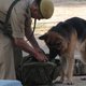 Nieuw wapen tegen wildlife crime: speurhonden