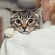 Kattengedragsdeskundige legt uit: zó kun je je huisdier beschermen tegen vuurwerkoverlast