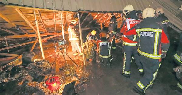 Paarden bevrijd na instorten stal in Koudekerk | Binnenland - AD.nl