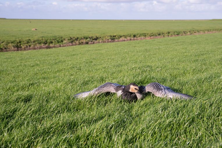 Brandgans met overduidelijke symptomen van vogelgriep. Aan de Friese Waddenkust. Beeld Ruurd Jelle van der Leij