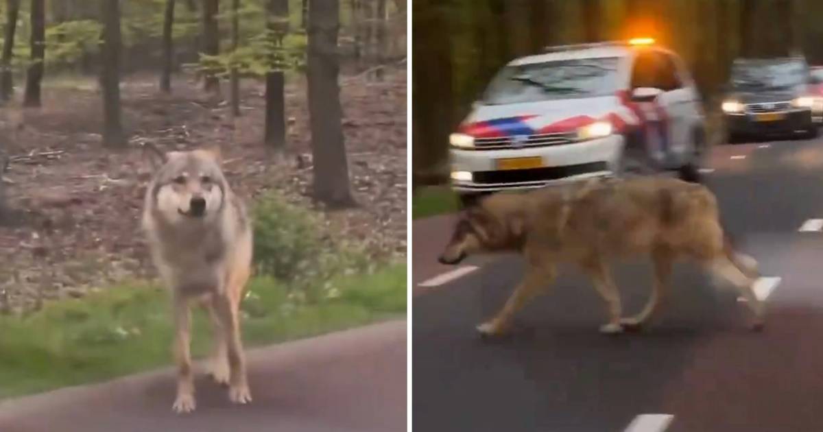 Pony op klaarlichte dag doodgebeten door wolf: ‘Heel verdrietig, ook voor mijn kinderen’