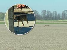 ‘Wolf’ gespot in de polder: nog geen dag later treft vader van schapenboer Stef schaap zonder kop aan