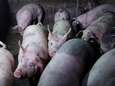 China kweekt varkens zo groot als ijsberen