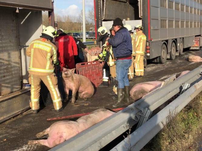 Vrachtwagen kantelt op E403: 15 varkens overleden