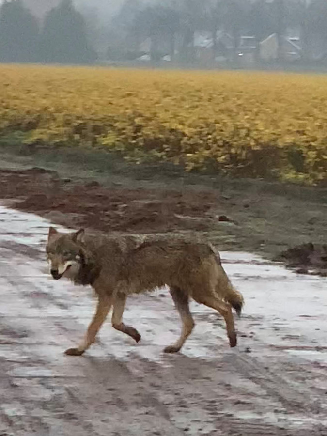 Mitch Staat Ineens Oog In Oog Met Een Wolf In Steenbergen ‘een Hele Bijzondere Ervaring Foto