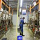 Toekomstbeeld FrieslandCampina: de Nederlandse turbokoe zal nóg meer melk gaan geven