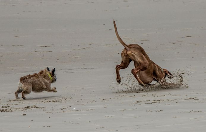 Op het strand in Knokke is deze race beslecht. De kleine hond kon niet op tegen de snelheid van zijn grote vriend, die zich op zijn buit stort. Wellicht krijgen beide viervoeters nog een kans als hun baasje het balletje, of wat het ook mag wezen, opnieuw weggooit.