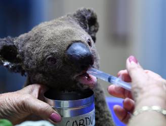 Koala’s te traag om aan het vuur te ontsnappen, race tegen de klok om ze te redden