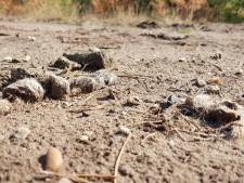 Wolvin op Noord-Veluwe heeft partner: ‘het begin van een roedel’