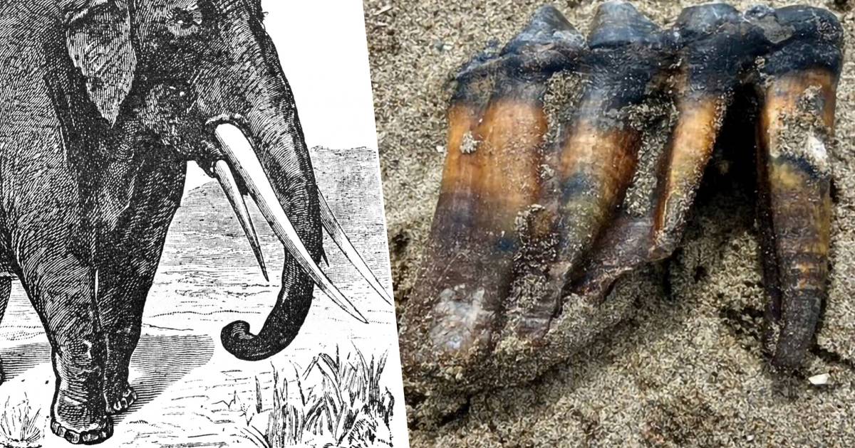 American woman finds mastodon tooth while walking on the beach: ‘It’s not every day that you touch history’ |  outside