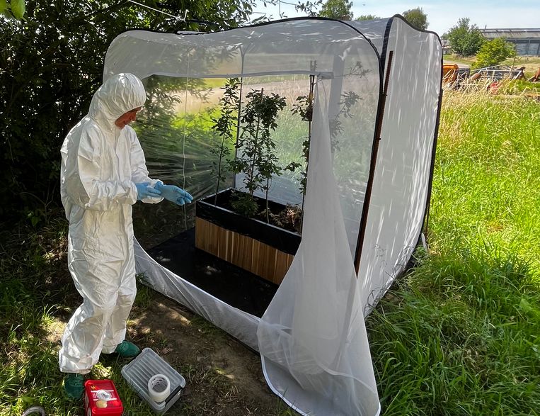 Natuurlijke vijanden: Turkse kever wordt in België ingezet als wapen tegen de eikenprocessierups