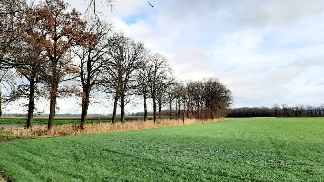 Levensbos Breda niet zomaar het eerste beste park: ‘We gaan serieuze bomen planten’
