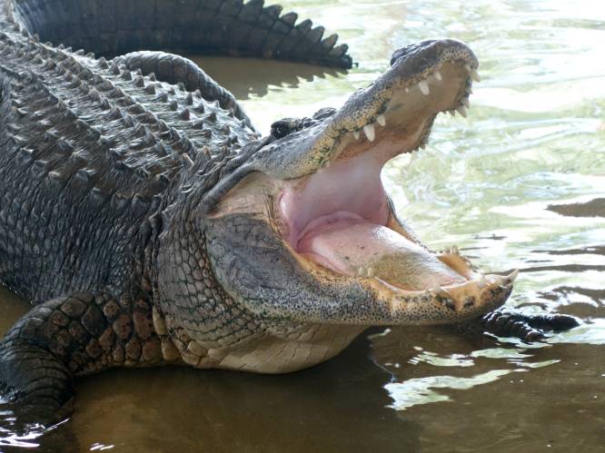 Man uit Louisiana vermoedelijk overleden na aanval door alligator in overstroomde tuin
