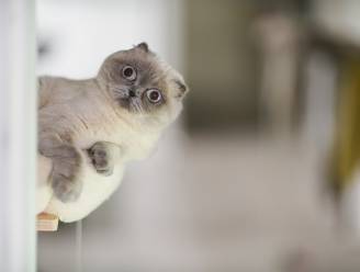 Weyts trekt erkenning kattenkweker in Dilbeek in wegens verboden "Taylor Swift-katten”