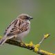 Welke is de meest getelde vogel in Vlaanderen?
