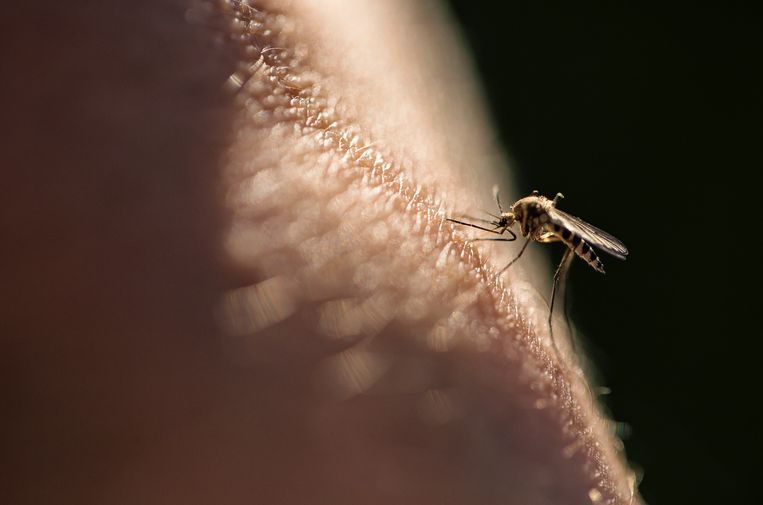 Concerns about new mosquito virus: ‘Seven cases are the tip of the iceberg’