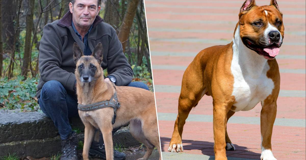 Hondenexpert beantwoordt vragen na bijtincident peutertje (1,5) “Als bij ons