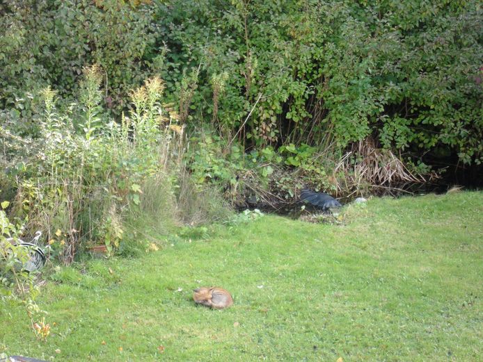 Een jonge vos, gespot in een tuin.