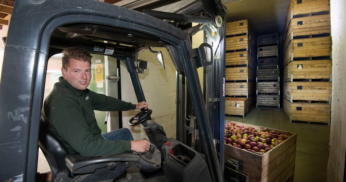 Utrechtse fruittelers slaan alarm door hoge energielasten ‘De koelkosten gaan voor de baat uit