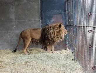 Eenzaamste leeuw ter wereld verliest zijn brul in veel te kleine kooi, pas na vijf jaar komt er einde aan zijn lijdensweg