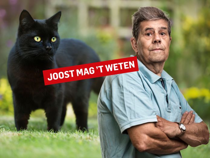 Hoe kom ik van de kat van de buren af? Ik ben lang niet altijd thuis Binnenland AD.nl