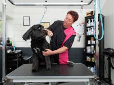 Hondentrimsalons in Twente alarmeren: ‘Populaire labradoodle heeft meer zorg nodig’
