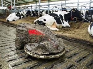 Rapport: ‘Provincie moet meer regie pakken bij innovaties Brabantse veehouderij’