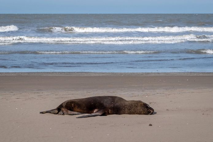 Een dode zeeleeuw op een strand in Mar del Plata, Buenos Aires. Beeld van eind augustus.