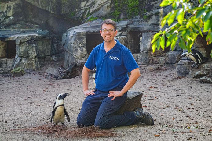 Communiceren met een Afrikaanse pinguïn, dat is nog niet zo makkelijk. Zelfs niet voor vogelfluisteraar Job van Tol.