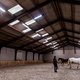 Dier&Recht: Hollandsche Manege behandelt paarden erbarmelijk