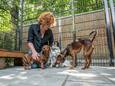 Miranda van Alstede verzorgt drie honden bij Dierenpension t Julialaantje. De Rijswijkse opvangplek kampt met personeelstekort en dieren in overvloed.