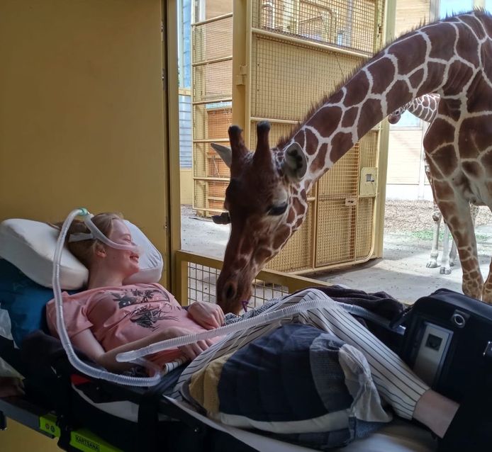 De foto met de giraffe ontroert velen op sociale media.