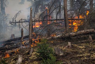 Tsjechië stuurt nog meer brandweerlieden naar natuurpark, waar een van zwaarste branden ooit woedt