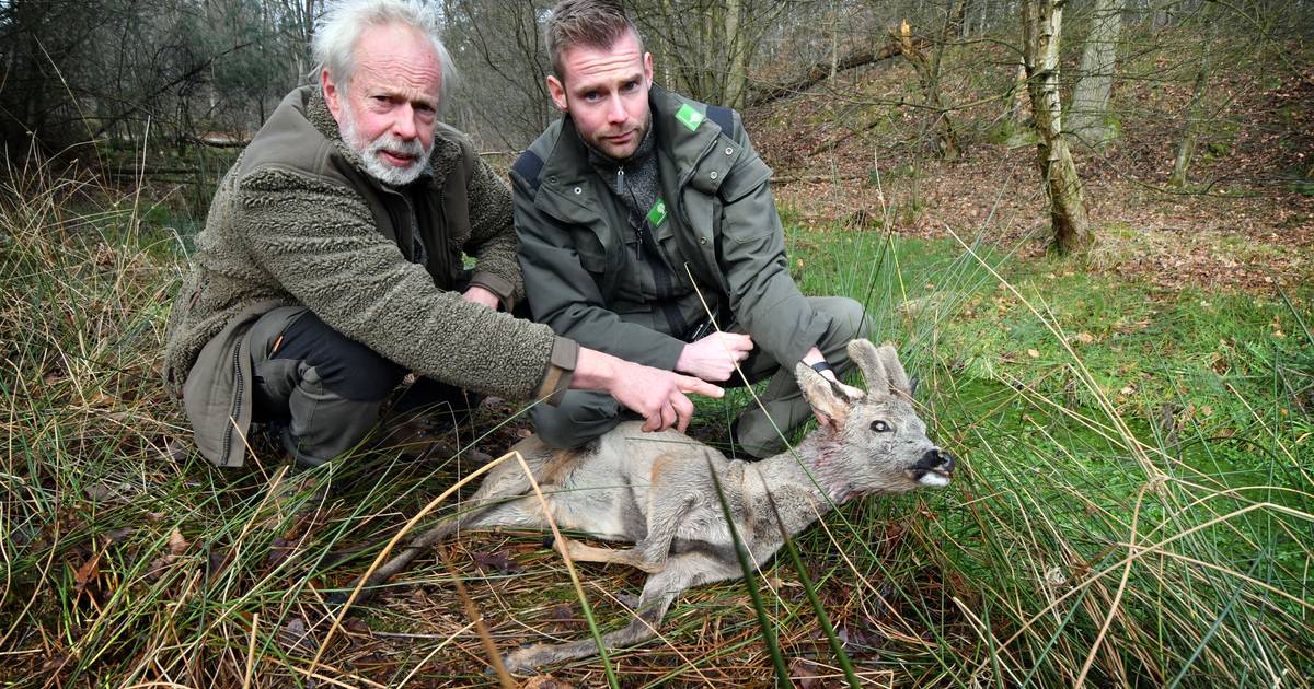 Fikse boete voor eigenaar van hond die ree doodbeet