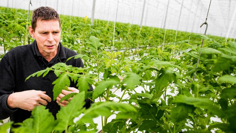 Teler Peter Duijvestijn tussen de tomatenplanten in een van zijn kassen in Pijnacker. Beeld Freek van den Bergh