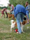 Bij doggydance leerde de honden onder andere tussen de benen door te lopen. foto Leon van den Berg