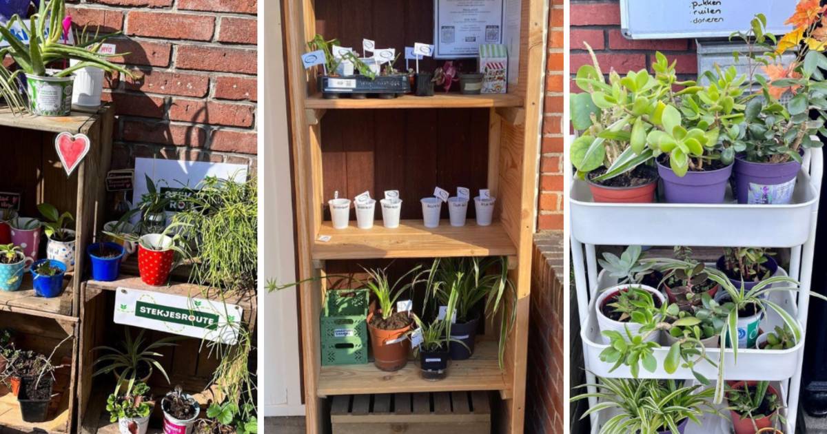 Do you already know Stekjesroute?  In these places in our country, you can get free plants or donate one |  out and about