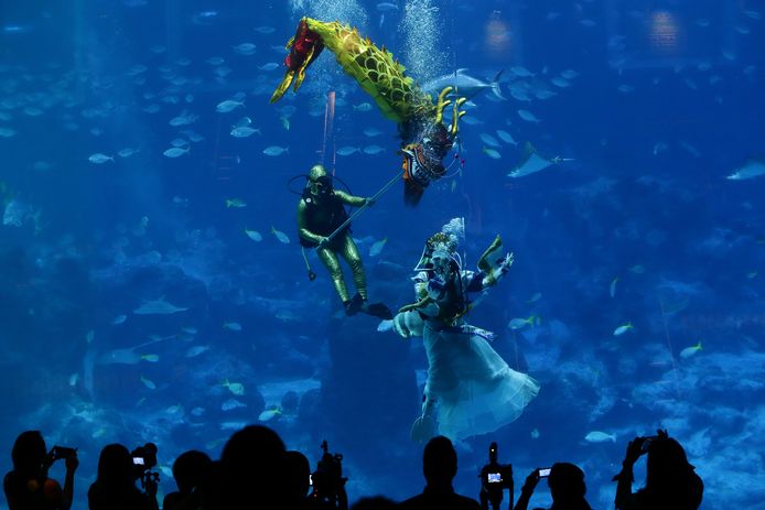 Duikers voeren een voorstelling uit in het Oceanium van dierentuin van Singapore. Foto  Suhaimi Abdullah