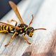 Hoe gevaarlijk is een wespensteek?